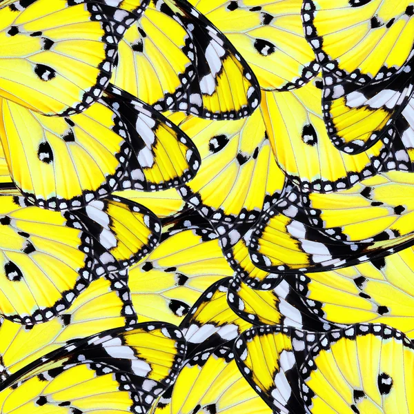 Asa de borboleta amarela exótica — Fotografia de Stock