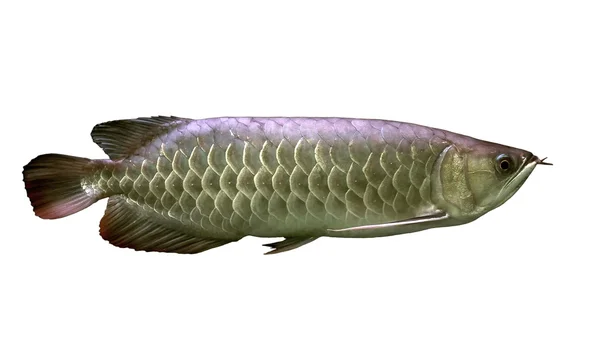 Arowana — Stok fotoğraf