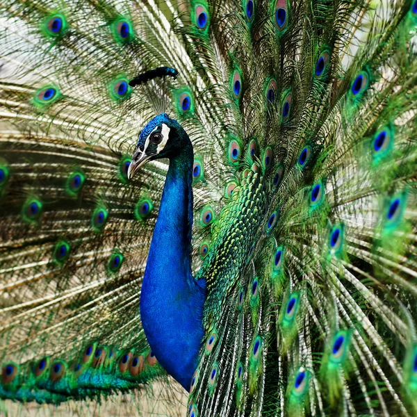 Pfau mit Federn raus — Stockfoto