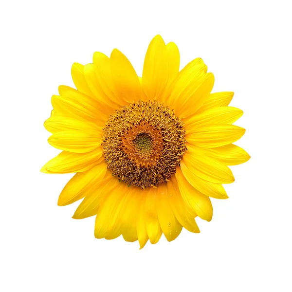 Sunflower isolated on white background — Stock Photo, Image