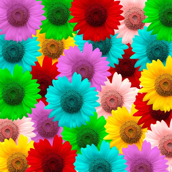 Colore esotico girasole — Foto Stock