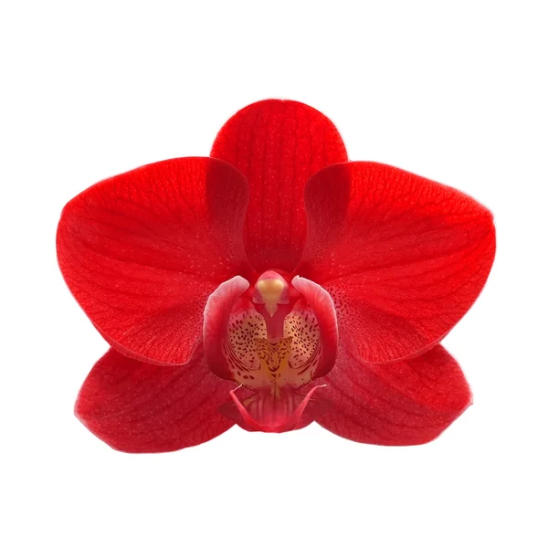 Fiore di orchidea di colore esotico — Foto Stock