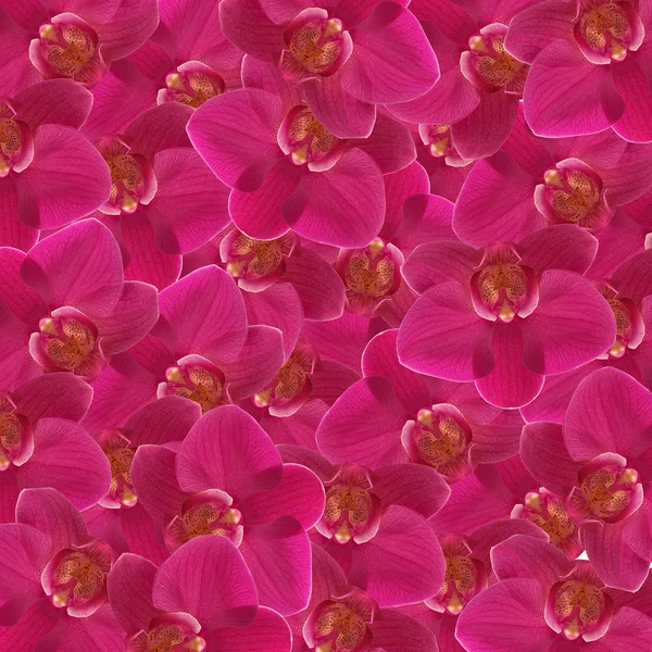 Flor de orquídea cor exótica — Fotografia de Stock