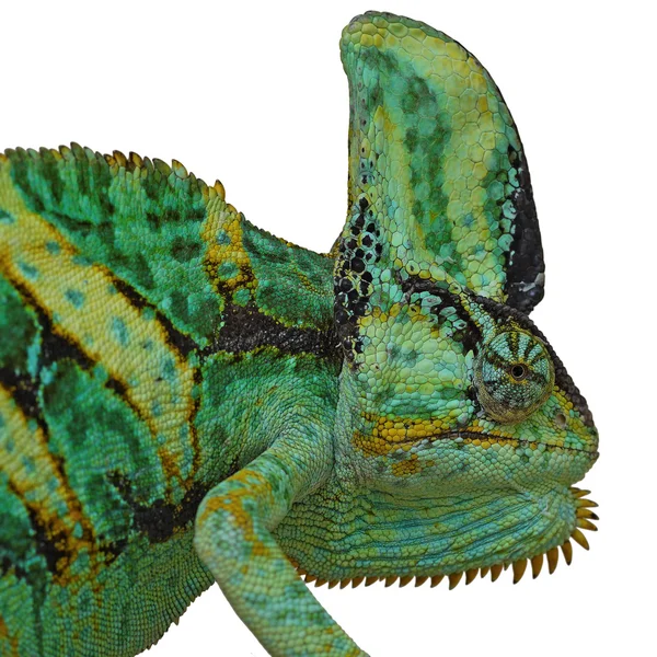 Chameleon nebo calyptratus na bílém pozadí — Stock fotografie
