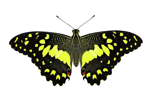Cor exótica borboleta isolada no fundo branco — Fotografia de Stock