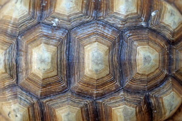 Afrikanska sporrade sköldpadda eller geochelone sulcata skal Stockbild
