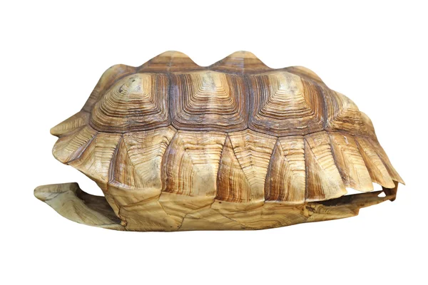 Afrikanska sporrade sköldpadda eller geochelone sulcata skal Royaltyfria Stockbilder
