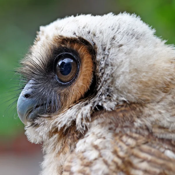 Gufo murale o uccello strix uralensis — Foto Stock