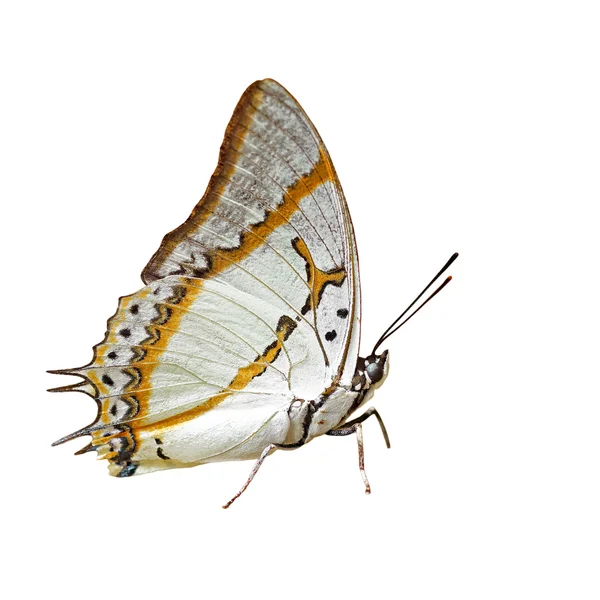 Mariposa aislada sobre fondo blanco — Foto de Stock