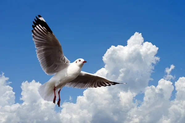 Flying seagull on beautiful sky background — Stock Photo, Image