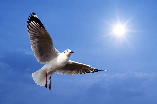 Fliegende Möwe auf schönem Sonnenlicht Hintergrund — Stockfoto