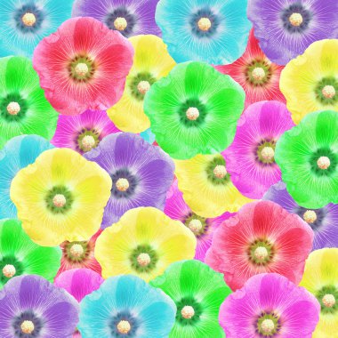 egzotik renk Gül Fatma çiçek