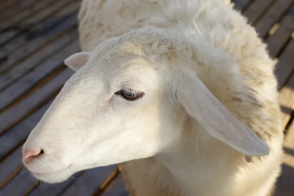 Closeup of sheep in the farm — Stock Photo, Image