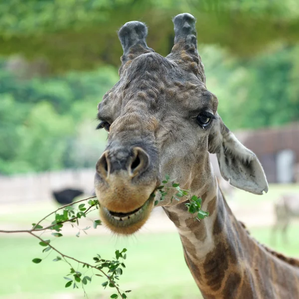 Крупный план жирафа, поедающего пищу — стоковое фото
