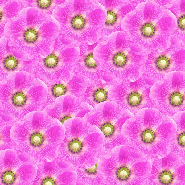 Екзотичний колір квітки Холліхока як фон природи — стокове фото