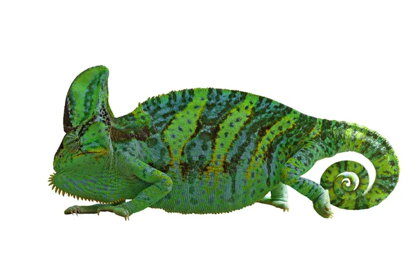 Chameleon nebo calyptratus na bílém pozadí — Stock fotografie