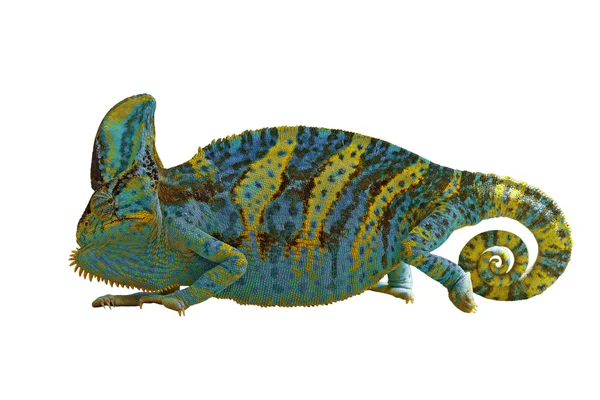 Kameleon lub calyptratus na białym tle — Zdjęcie stockowe
