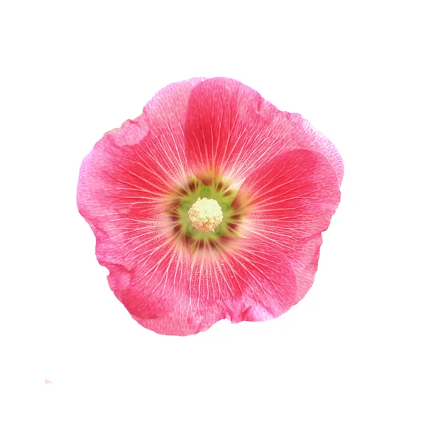 Hollyhockeblomst på hvit bakgrunn – stockfoto