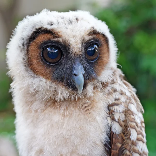 Gufo murale o uccello strix uralensis — Foto Stock