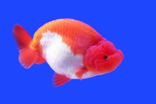 Güzel ranchu ya da aslan baş goldfish — Stok fotoğraf