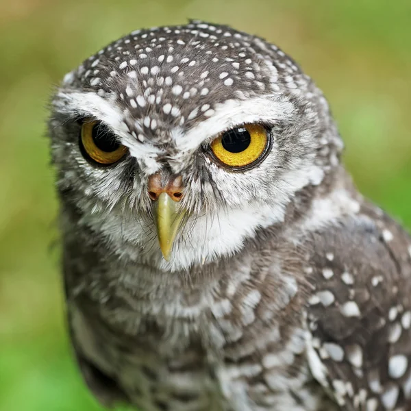 Gevlekte owlet of athene brama vogel — Stockfoto