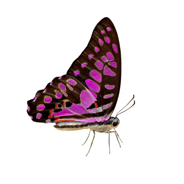 Πεταλούδα δίνουν ένα εξωτικό χρώμα σε άσπρο φόντο — Φωτογραφία Αρχείου