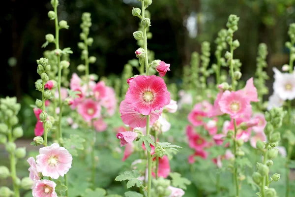 Bela flor hollyhock ou flor althaea — Fotografia de Stock