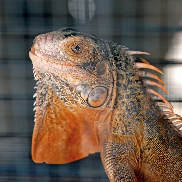 Iguana vermelha — Fotografia de Stock