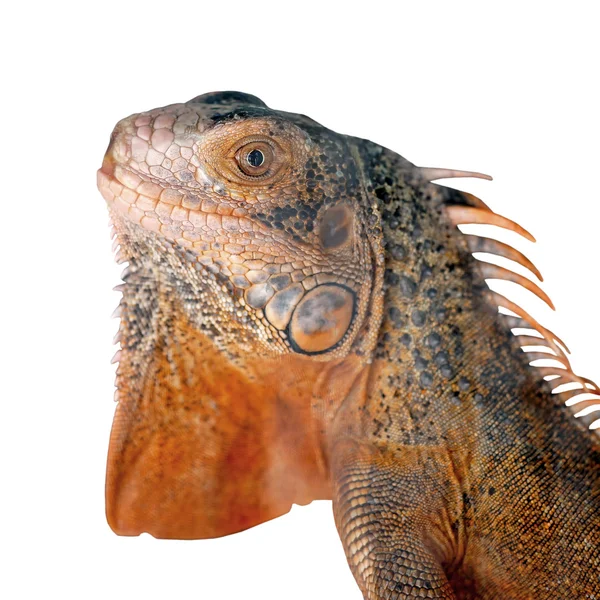 Iguana vermelha no fundo branco — Fotografia de Stock