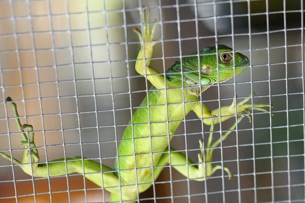 Iguana na gaiola — Fotografia de Stock