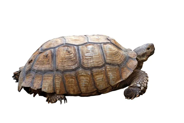 Afrika mahmuzlu kaplumbağası veya geochelone sulcata — Stok fotoğraf