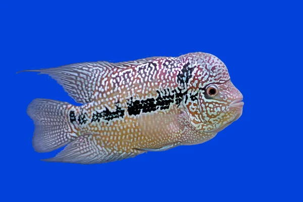 Flowerhorn Çiklit veya cichlasoma balık — Stok fotoğraf