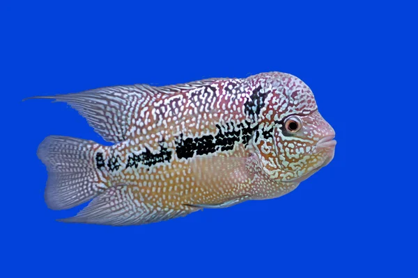 Flowerhorn sügér vagy cichlasoma hal — Stock Fotó