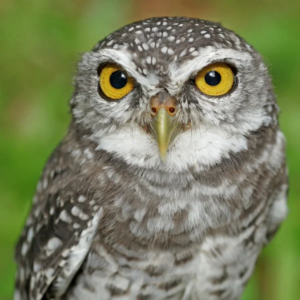 Gevlekte owlet of athene brama vogel — Stockfoto