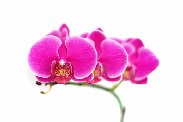 Hermosa flor de orquídea sobre fondo blanco — Foto de Stock