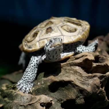 diamondback terrapin tortoise  clipart