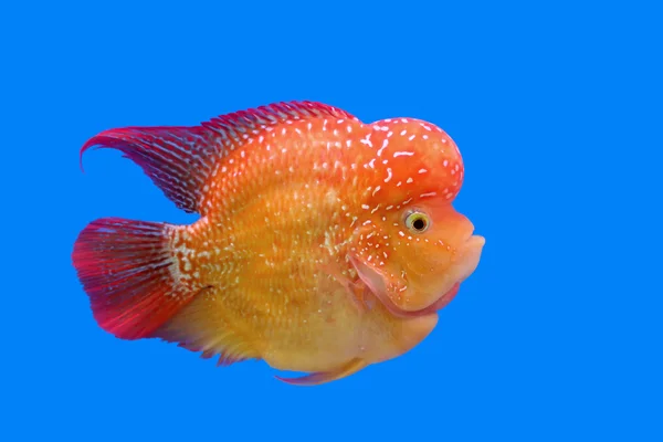 Flowerhorn ciklid eller cichlasoma fisk — Stockfoto