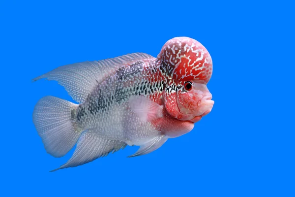 Flowerhorn 丽鱼科鱼或淡水的鱼 — 图库照片