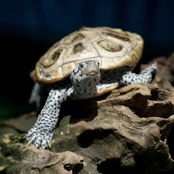 Diamondback terrapin kaplumbağa 