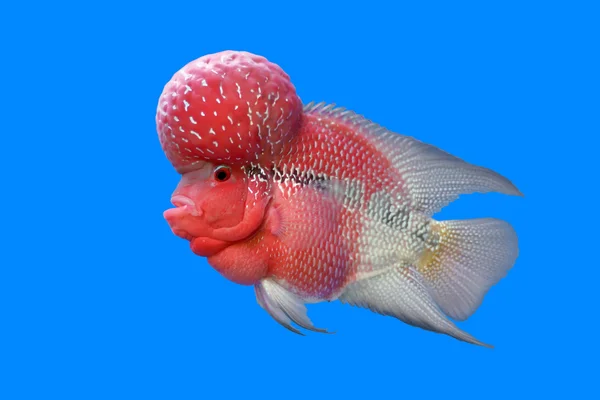 Flowerhorn Çiklit veya cichlasoma balık 