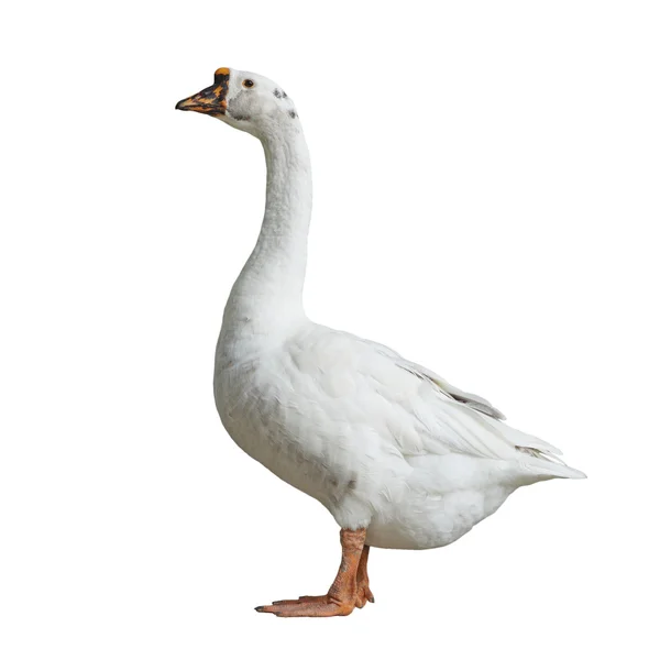 White domestic goose on white background — Stock Photo, Image