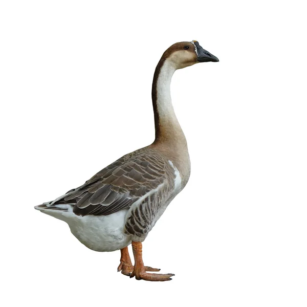 Domestic goose on white background — Stock Photo, Image