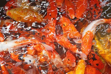 süslü sazan ya da koi balık