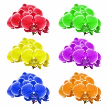 Beyaz arka plan üzerinde egzotik renk orkide çiçek  