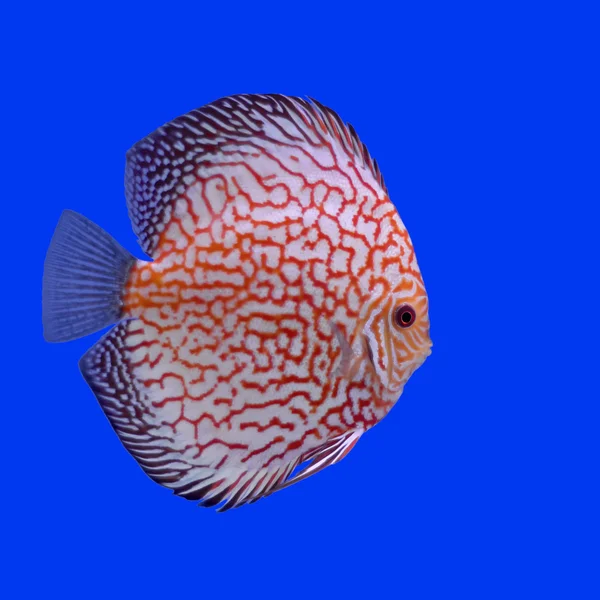 Pompadour or symphysodon fish — Stock Photo, Image