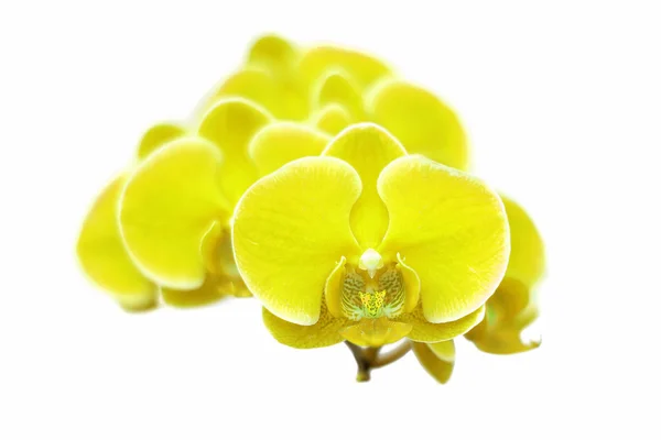 Flor exótica de la orquídea del color aislada sobre fondo blanco —  Fotos de Stock