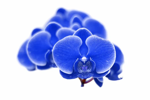 Flor exótica de la orquídea del color aislada sobre fondo blanco —  Fotos de Stock