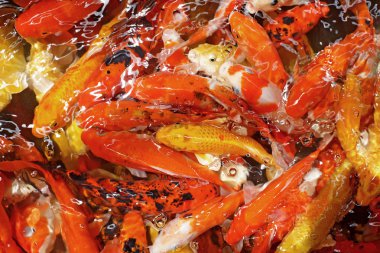 süslü sazan ya da koi balık 