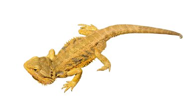 Sakallı Ejder veya pogona vitticeps beyaz arka plan üzerinde