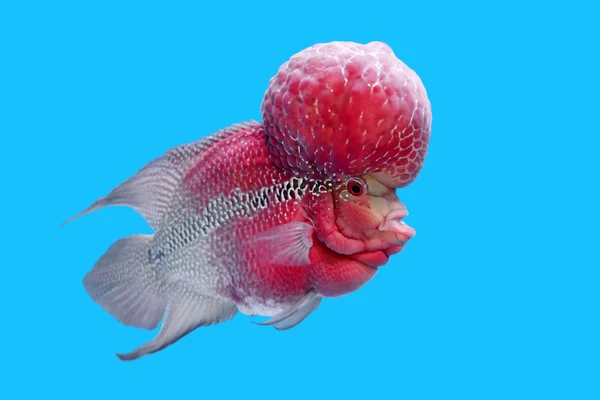 Flowerhorn sügér vagy cichlasoma hal — Stock Fotó